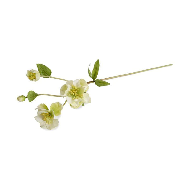 Nuovi progetti di crescita, Helleborus (Rosa di Quaresima) | Stelo da 25
