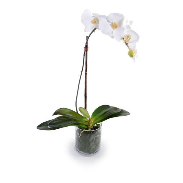 Nuovi progetti di crescita, Orchidea