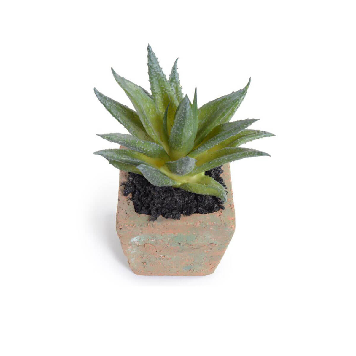Nuovi progetti di crescita, Succulente in vaso - Pianta di Aloe